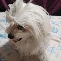 گمشده