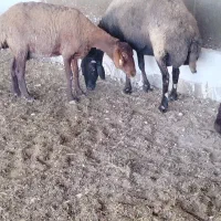 میش دوقلو