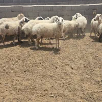 میش چاق