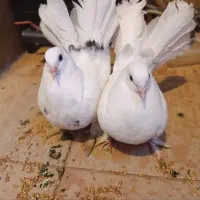 دو عدد جوجه کبوتر پاپر دم چتری