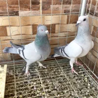 جفت سبز کلایی