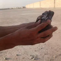 کبوتر