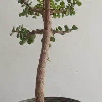 بنسای خرفه هفت ساله