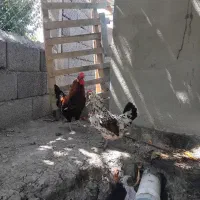مرغ و خروس گلین نژاد دار