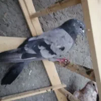نر سبز ماده سفید نوک ریز