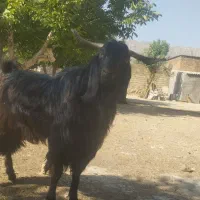 بز نر