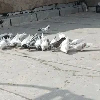 کبوتر