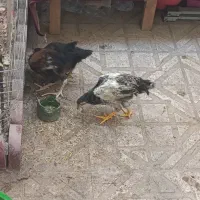 مرغ و خروس