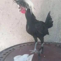 مجسمه خروس