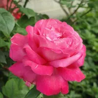 باغ ویلایی چهاردیواری ک4 سنتو