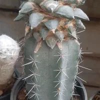 کاکتوس ساکیولنت گیاه