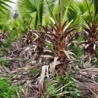فروش نخل پالم واشنگتنی