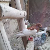 جوجه جوونه پروازی