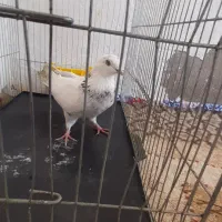 کبوتر
