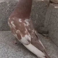 جوجه سینه زرد