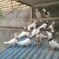 با سلام خدمت دوستان عزیز 10جفت کبوتر طوقی یک یک