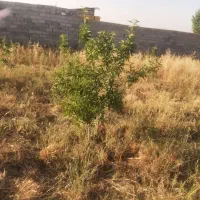 باغ میوه و پسته و بادام