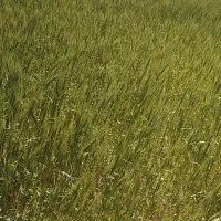 زمین کشاورزی