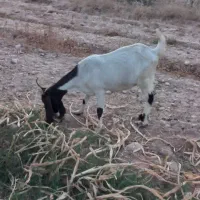 فروش