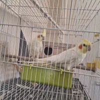 درود نر ماده عروس لوتینو