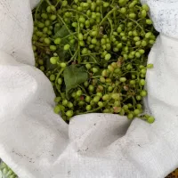 گونوشک سبز تازه