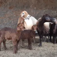 میش بره دار . دوقلو|حیوانات مزرعه|مشهد, وکیل‌آباد|دیوار