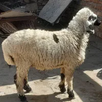برنر