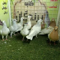 انواع آلمانی و رنگی (کوتوله و عروس اهلی )