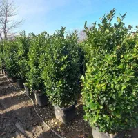 کامیس لاوسون یاس هلندی پالم شمشاد پیتسپروم فتونیا