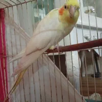 عروس هلندی