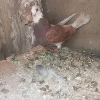 کبوتر|پرنده|کوهدشت, |دیوار