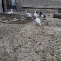 قوغاز