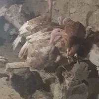 بوقلمون .جوجه ۴ ماهه