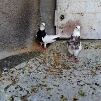 کبوتر جفت طوقی طوق شازده و سیاه