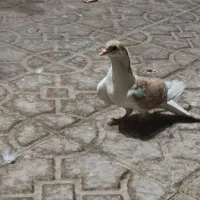 کفتر