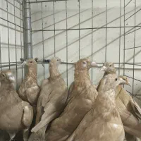 زرد المانی کینگ زرد و سرخ و رنگی بادکنکی