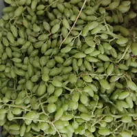 آبگیری غوره ولیمو