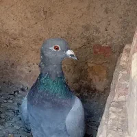 مجسمه دو عدد کبوتر یکی نر یکی دیگه ماده