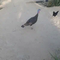 بوقلمون