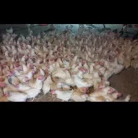 مرغ سفید تخمگذار جوان واکسینه شده