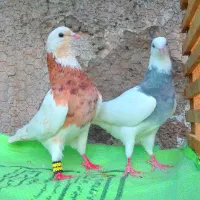 نرو ماده طوقی