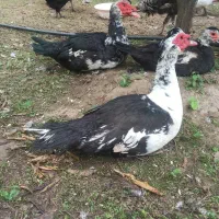 اردک اسرائیلی معاوضه با جوجه قو غاز