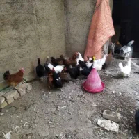 مرغ معاوضه با خروس محلی