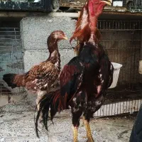 تخم مرغ لاری پنج دانگ