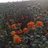 فروش کاه جو وکاه گلرنگ