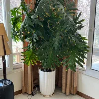 گیاه برگ انجیری