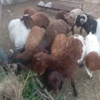 بره نر و نربز