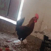 مرغ