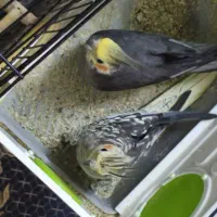 عروس هلندی مولد