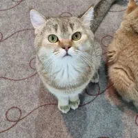 گربه نر جهت جفتگیری